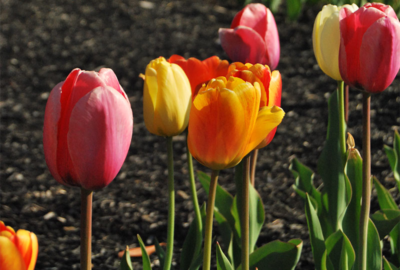 The Gardens at Homestead